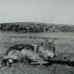 Lobo in the four traps, taken by ETS January 1894 Philmont collection CH1_edited-1